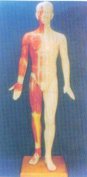 中醫(yī)針灸模型|半皮膚人體針灸模型（170CM?。?>
                            </a>
                            <div   id=