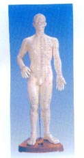 針灸穴位模型|人體針灸模型（全皮膚、半皮膚60CM）