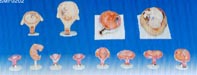 胎兒妊娠發(fā)育過程模型|妊娠胚胎發(fā)育過程模型