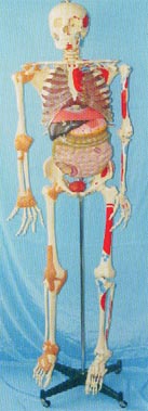 人體解剖模型|168CM肌肉著色、關節(jié)韌帶、內臟等人體骨骼模型