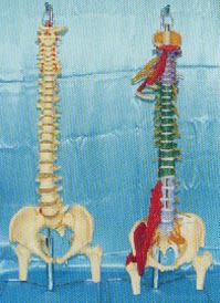骨骼解剖模型|大型軟脊椎掛座豪華模型、多功能軟脊椎綜合演示模型