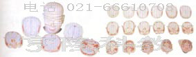 醫(yī)學(xué)解剖模型|人體頭頸部斷層解剖橫切面模型