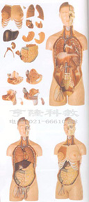醫(yī)學(xué)教學(xué)模型|男性、女性外兩性互換人體頭頸軀干模型