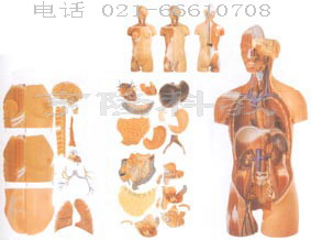 高級(jí)解剖模型|男、女性兩性互換肌肉內(nèi)臟背部開放式頭頸軀干模型