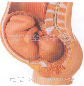 醫(yī)學(xué)胚胎模型｜骨盆含妊娠九個(gè)月胎兒模型