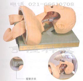 氣管插管訓(xùn)練模型｜高級(jí)人體氣管插管訓(xùn)練模型