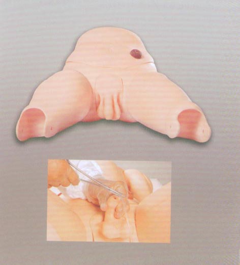 高級男性導(dǎo)尿模型