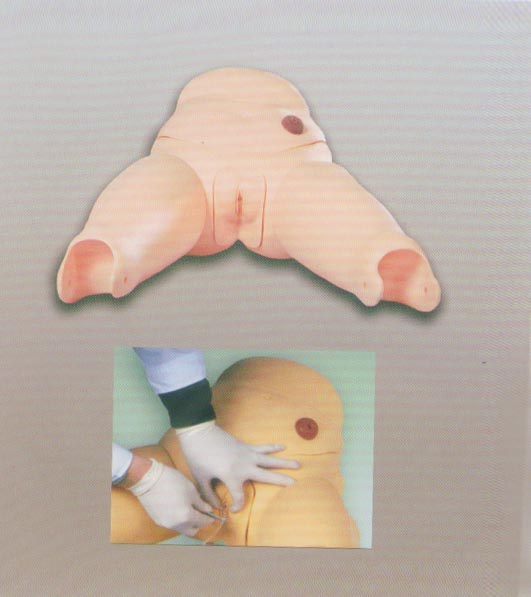 高級女性導(dǎo)尿模型