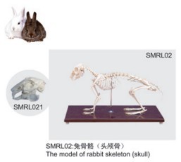 動物解剖模型|兔骨骼模型|兔骨骼|兔骨骼標本