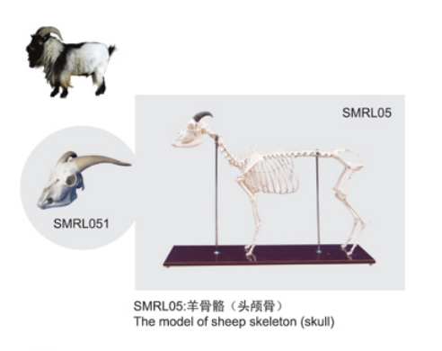 動物解剖模型|羊頭顱骨模型|羊頭顱骨|羊頭顱骨骼標本