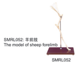 動物解剖模型|羊前肢模型|羊前肢|羊前肢骼標本