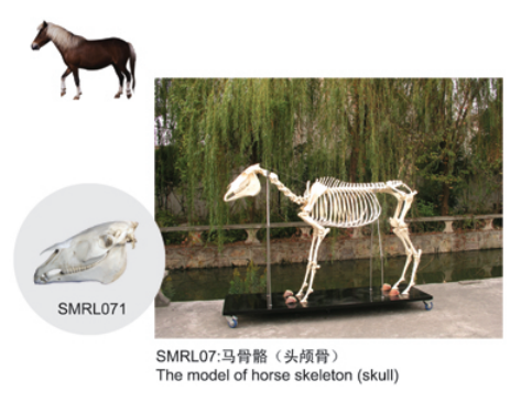 動物解剖模型|馬骨骼模型|馬骨骼|馬骨骼標本