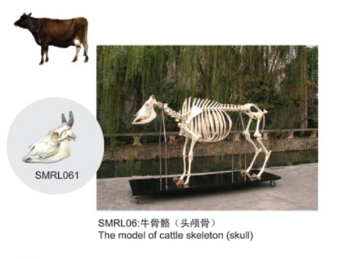 動物解剖模型|牛骨骼模型|牛骨骼|牛骨骼標本