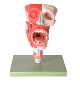 鼻、口、咽、喉腔模型