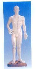 針灸穴位模型|人體針灸模型（全皮膚、半皮膚60CM）