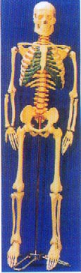85CM人體骨骼帶脊椎神經(jīng)、可分椎間盤模型