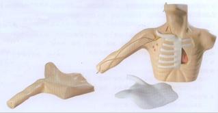 外周穿刺、中心靜脈穿刺插管模型