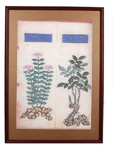 蒼白術 中藥炮制圖